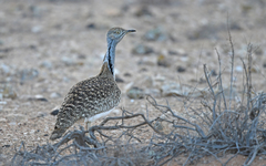 Chlamydotis undulata