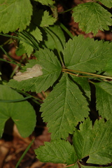 Rubus pubescens