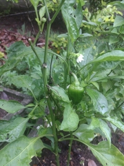 Capsicum chinense