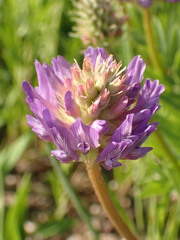Astragalus laxmannii robustior