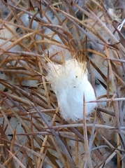 Eriosyce rodentiophila