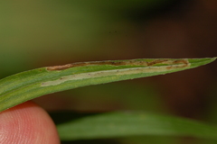 Ophiomyia