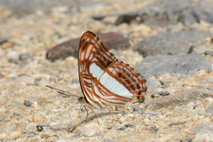 Adelpha iphiclus