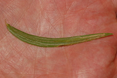 Ophiomyia