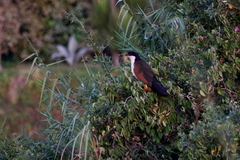 Centropus cupreicaudus
