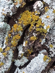 Xanthorioideae