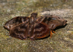 Ebrietas anacreon