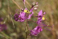 Cleome elegantissima