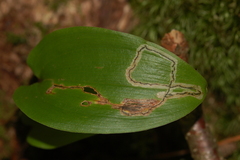 Liriomyza smilacinae