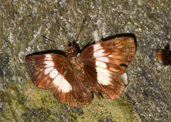 Potamanaxas paralus