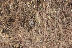 Spizella atrogularis