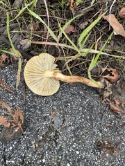 Pholiota velaglutinosa