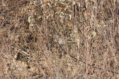 Spizella atrogularis