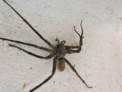 Califorctenus cacachilensis