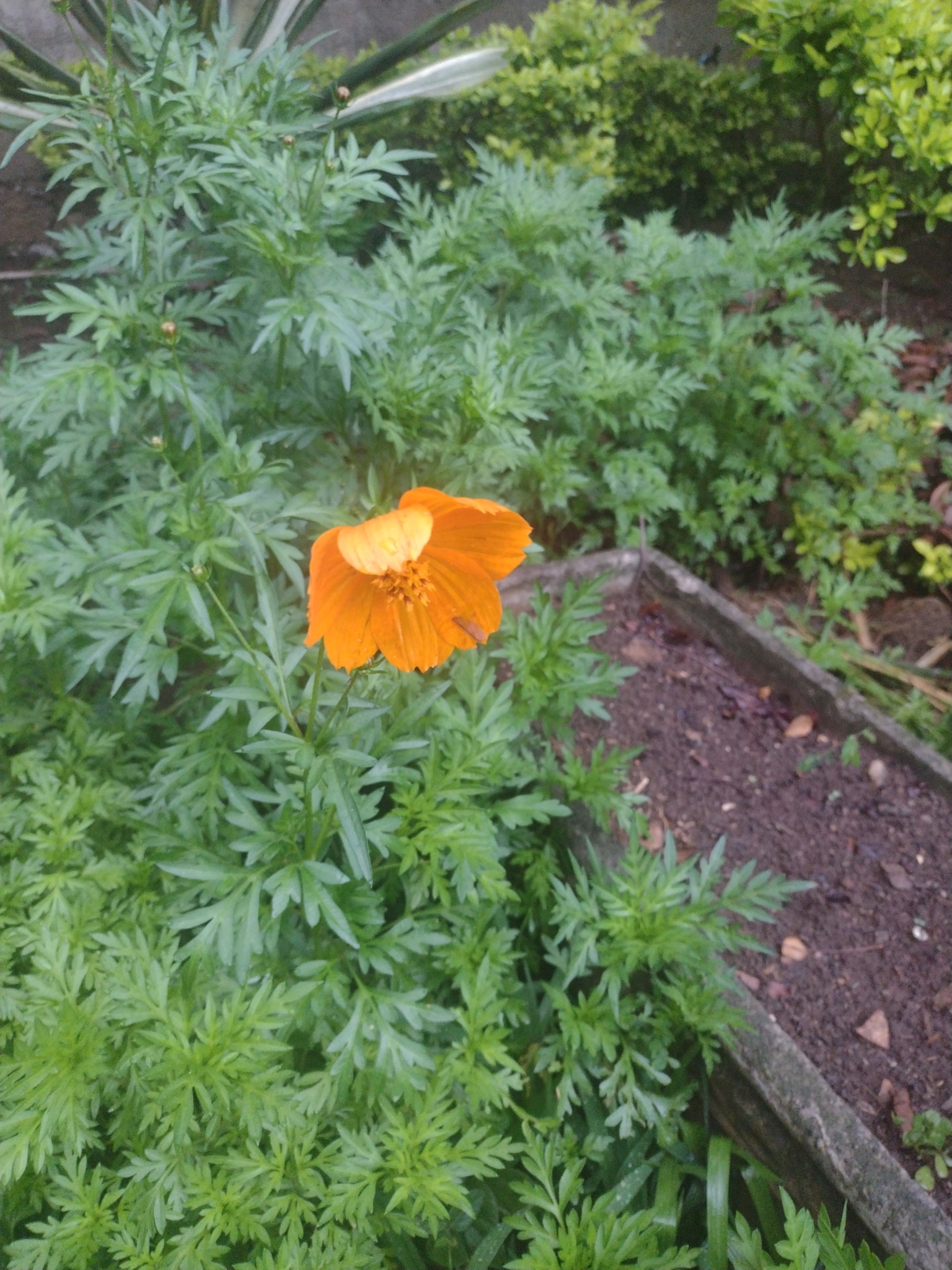 Cosmos sulphureus