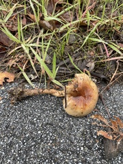 Pholiota velaglutinosa