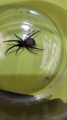 Kukulcania hibernalis
