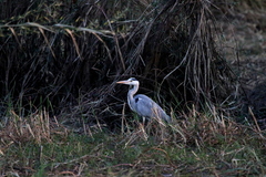 Ardea cinerea
