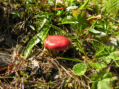 Russula nana