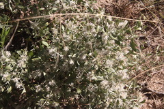 Leucosphaera bainesii
