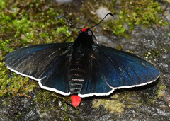 Pyrrhopyge phidias
