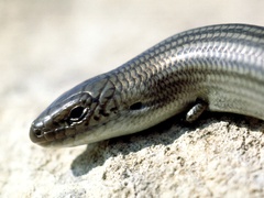 Chalcides striatus