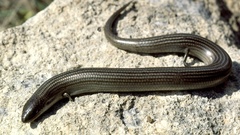 Chalcides striatus