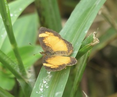 Tegosa