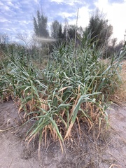 Arundo donax