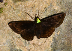Gorgopas chlorocephala