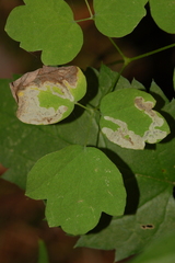 Phytomyza minuscula group