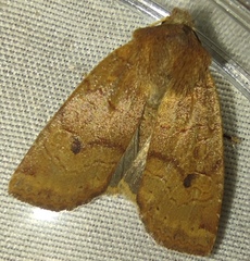 Conistra ligula
