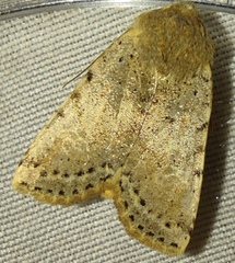 Conistra daubei
