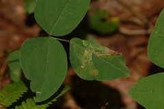 Macrosaccus morrisella