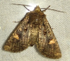 Dryobota labecula