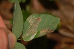 Macrosaccus morrisella