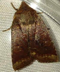 Conistra ligula
