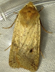 Agrochola blidaensis