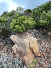 Leucadendron coniferum