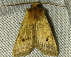 Agrochola blidaensis