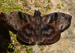Ebrietas anacreon
