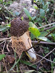 Phallus haitangensis