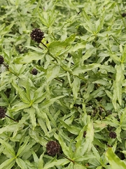 Helianthus laciniatus