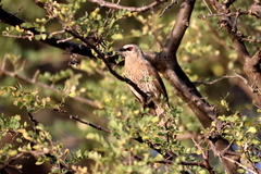 Turdoides hartlaubii