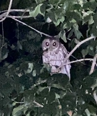 Strix virgata