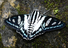 Jemadia scomber