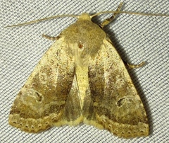 Conistra daubei