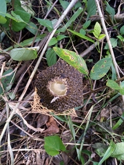 Phallus haitangensis