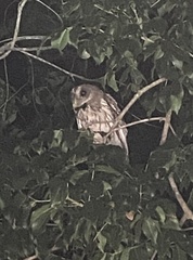 Strix virgata