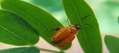 Alagoasa trifasciata